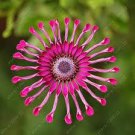 100 PCS Seeds Colorful Osteospermum Bonsai