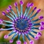 100 PCS Seeds Colorful Osteospermum Bonsai