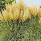 300 PCS Seeds Colorful Pampas Grass Cortaderia Bonsai 300 PCS Seeds Colorful Pampas Grass Cortaderia Bonsai