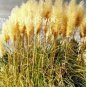 300 PCS Seeds Colorful Pampas Grass Cortaderia Bonsai
