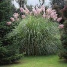1000 PCS Seeds Colorful Pampas Grass Cortaderia Seed are Very Beautiful Garden Plants 1000 PCS Seeds Colorful Pampas Grass Cortaderia Seed are Very Beautiful Garden Plants