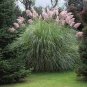 1000 PCS Seeds Colorful Pampas Grass Cortaderia Seed are Very Beautiful Garden Plants