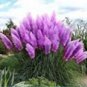 1000 PCS Seeds Colorful Pampas Grass Cortaderia Seed are Very Beautiful Garden Plants