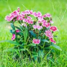 50 PCS Seeds Colorful Pink Seeds Dianthus Chinensis Flower Garden