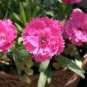 50 PCS Seeds Colorful Pink Seeds Dianthus Chinensis Flower Garden