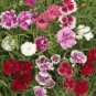 50 PCS Seeds Colorful Pink Seeds Dianthus Chinensis Flower Garden