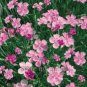 50 PCS Seeds Colorful Pink Seeds Dianthus Chinensis Flower Garden
