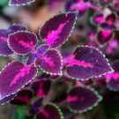 100 PCS Seeds Colorful Plectranthus Coleus
