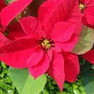 100 PCS Seeds Colorful Poinsettia Potted Bonsai Flower 100 PCS Seeds Colorful Poinsettia Potted Bonsai Flower