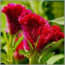 200 PCS Seeds Colorful Pteris Cockscomb (Celosia Spicata) Bonsai Flowers