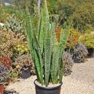 100 PCS Seeds Colorful Sansevieria Seeds Bonsai Potted Balcony Indoor Plants