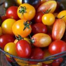 20 PCS Seeds Colorful Small Cherry Tomato Organic