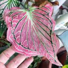 100 PCS Seeds Colorful Thailand Caladium Flower Bonsai