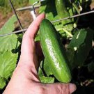 9 PCS Seeds Combos Cucumbers Seeds organic green vegetables home garden fruits 9 PCS Seeds Combos Cucumbers Seeds organic green vegetables home garden fruits