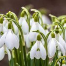 200 PCS Seeds Common Snowdrop Flower 200 PCS Seeds Common Snowdrop Flower