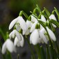 200 PCS Seeds Common Snowdrop Flower