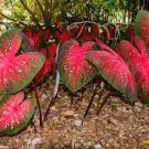 100 PCS Seeds Colorful Thailand Caladium Flower Bonsai 100 PCS Seeds Colorful Thailand Caladium Flower Bonsai