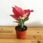 100 PCS Seeds Colorful Thailand Caladium Flower Bonsai