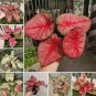 100 PCS Seeds Colorful Thailand Caladium Flower Bonsai