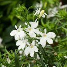 30 PCS Seeds Compact 'White Lady' Lobelia, light fragrant white annual flowers