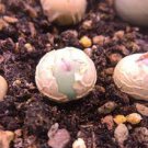 100 PCS Seeds Conophytum vanzylii Livingstones
