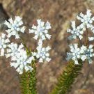 3 PCS Seeds Conospermum incurvum Plume smokebush 3 PCS Seeds Conospermum incurvum Plume smokebush