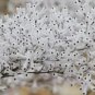 3 PCS Seeds Conospermum incurvum Plume smokebush