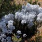 3 PCS Seeds Conospermum incurvum Plume smokebush