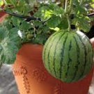 30 PCS Seeds Continuous Cropping Long Red Big Watermelon