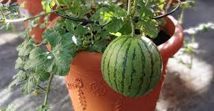 30 PCS Seeds Continuous Cropping Long Red Big Watermelon