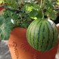 30 PCS Seeds Continuous Cropping Long Red Big Watermelon