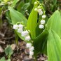 10 PCS Seeds Convallaria Majalis Colorful Lily of the Valley Orchid