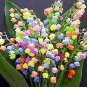 10 PCS Seeds Convallaria Majalis Colorful Lily of the Valley Orchid