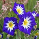 30 PCS Seeds Convolvulus Tricolor Dwarf Morning Glory 30 PCS Seeds Convolvulus Tricolor Dwarf Morning Glory