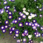 30 PCS Seeds Convolvulus Tricolor Dwarf Morning Glory