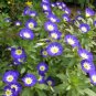 30 PCS Seeds Convolvulus Tricolor Dwarf Morning Glory