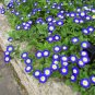 30 PCS Seeds Convolvulus Tricolor Dwarf Morning Glory