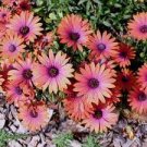 100 PCS Seeds Copper Amethyst' African Daisies Must-Grow Gorgeous Fantastic Gerbera jamesonii 100 PCS Seeds Copper Amethyst' African Daisies Must-Grow Gorgeous Fantastic Gerbera jamesonii