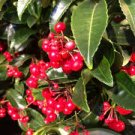 10 PCS Seeds Coral Berry Seed Ardisia Crenata Sub Tropical or Indoor