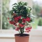 10 PCS Seeds Coral Berry Seed Ardisia Crenata Sub Tropical or Indoor
