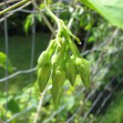 60 PCS Seeds Cordate Telosma Tree Semente Plant Tuberose Tree for Ye Lai Xian