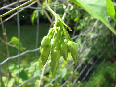 60 PCS Seeds Cordate Telosma Tree Semente Plant Tuberose Tree for Ye Lai Xian