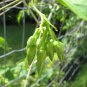 60 PCS Seeds Cordate Telosma Tree Semente Plant Tuberose Tree for Ye Lai Xian