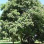 60 PCS Seeds Cordate Telosma Tree Semente Plant Tuberose Tree for Ye Lai Xian