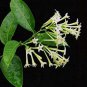 60 PCS Seeds Cordate Telosma Tree Semente Plant Tuberose Tree for Ye Lai Xian