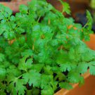 150 PCS Seeds Coriander Heirloom Chinese Parsley