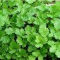 150 PCS Seeds Coriander Heirloom Chinese Parsley