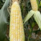 18 PCS Seeds Corn (Super Sweet Juicy, Yellow Sweet Glutinous, white sweet glutinous, Jingke white )