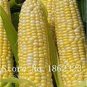 200 PCS Seeds Corn Colorful Sweet Glutinous Corn