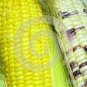 200 PCS Seeds Corn Colorful Sweet Glutinous Corn